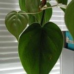 heart leaf plant